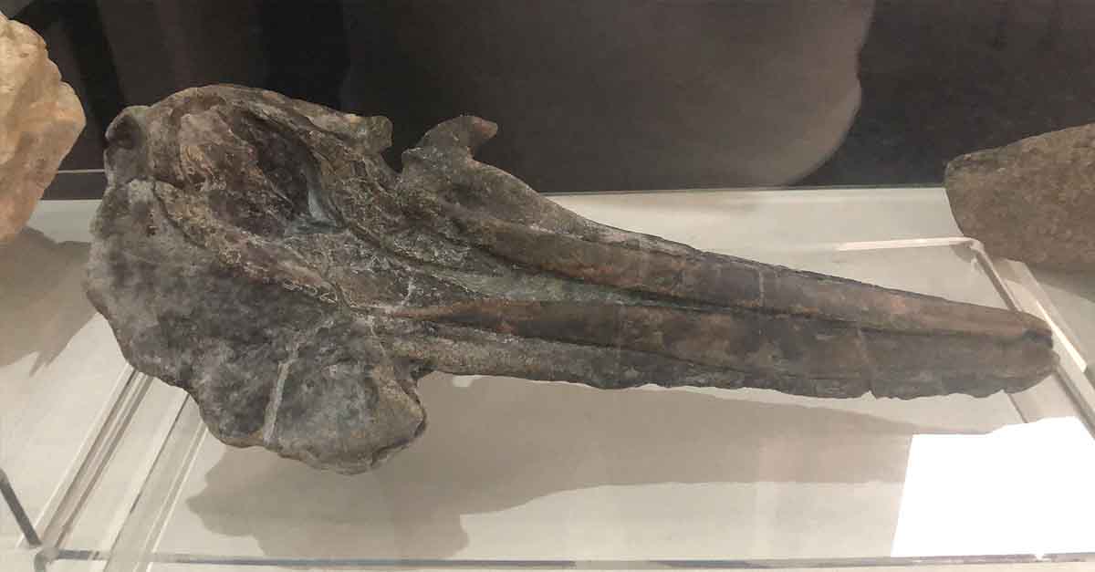 El Puerto se suma al Día Internacional de los Museos con una exposición de mamíferos acuáticos