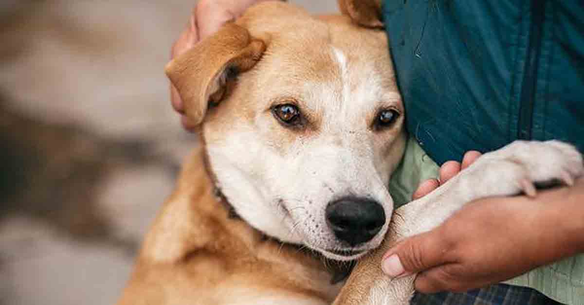 El Cemuproan organiza unas jornadas para potenciar las adopciones en “Tiendanimal- Jerez”