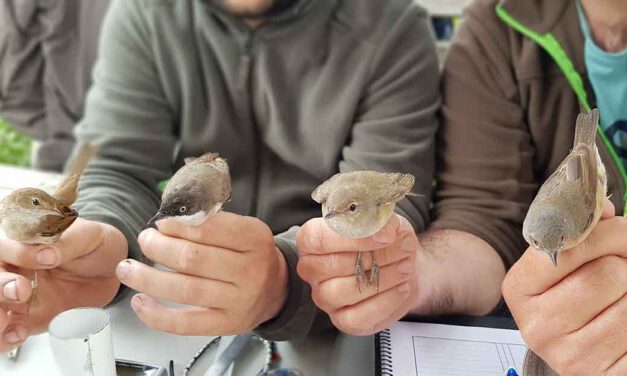 Este domingo arranca un nuevo ciclo de anillamientos en el parque de Los Toruños