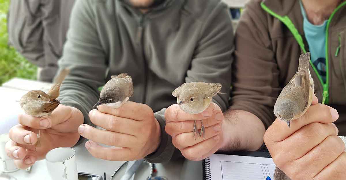 Este domingo arranca un nuevo ciclo de anillamientos en el parque de Los Toruños