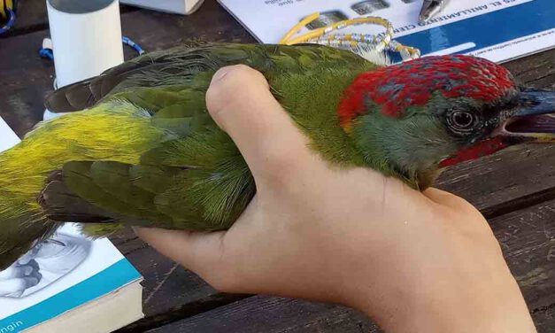 Los Toruños retoma este sábado los talleres de anillamiento de aves