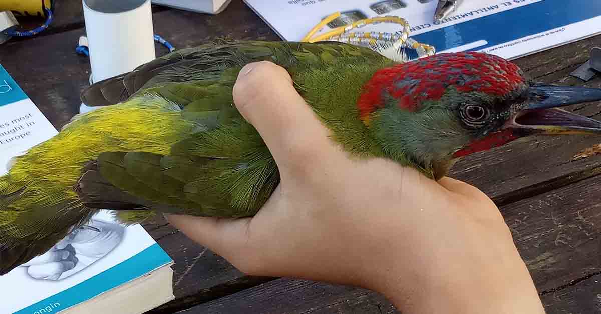 Los Toruños retoma este sábado los talleres de anillamiento de aves