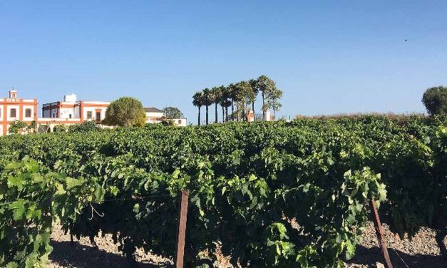 Un nuevo verano la Bendita Locura se prepara para la Vendimia Familiar en los viñedos de Pago Balbaína Alta