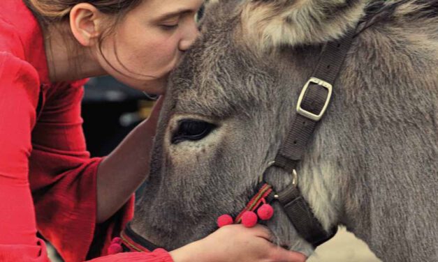 La Cinemateca Primavera 2023 proyecta este martes 11 “EO”, de Jerzy Skolimowski