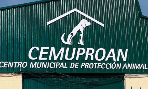 El PSOE insta a reanudar el servicio de recogida de perros en El Puerto