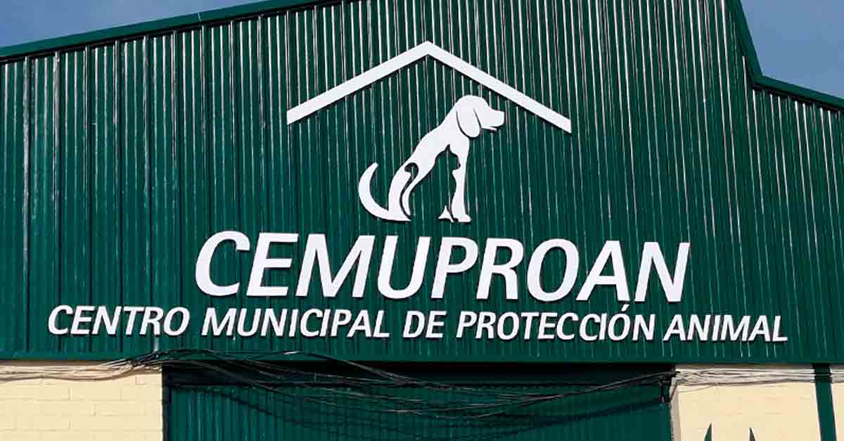 El PSOE insta a reanudar el servicio de recogida de perros en El Puerto