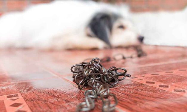 El Puerto da un paso más hacia la prohibición de los collares de pinchos, ahorque y eléctricos