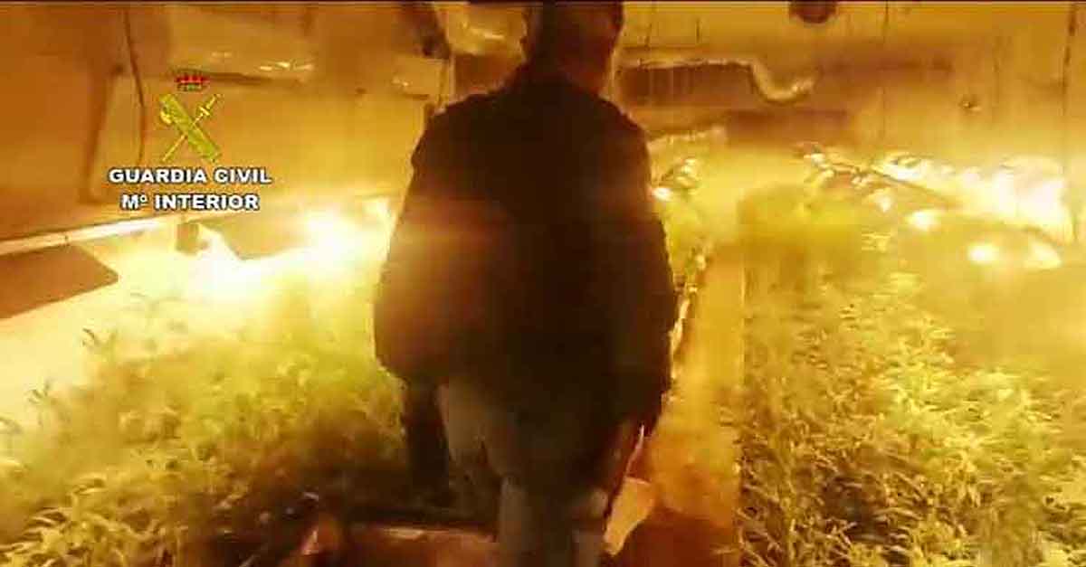 Desmantelada una red de cultivo de marihuana que operaba en El Puerto, Jerez y Chiclana