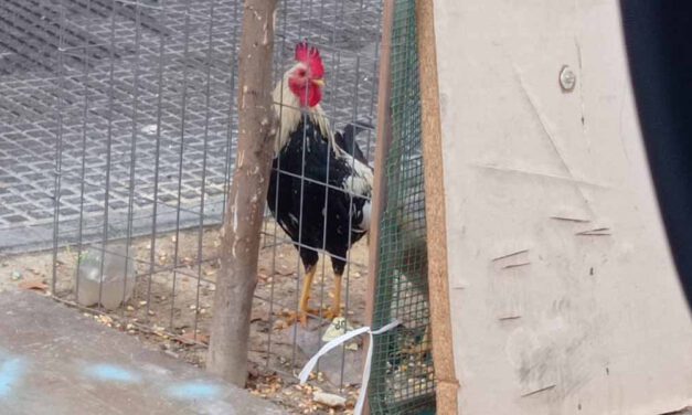 La Policía Nacional rescata en El Puerto a dos animales en situación de abandono