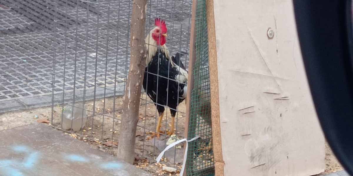 La Policía Nacional rescata en El Puerto a dos animales en situación de abandono