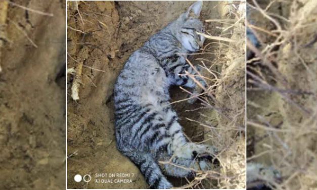 Denuncian nuevos envenenamientos de gatos en El Puerto