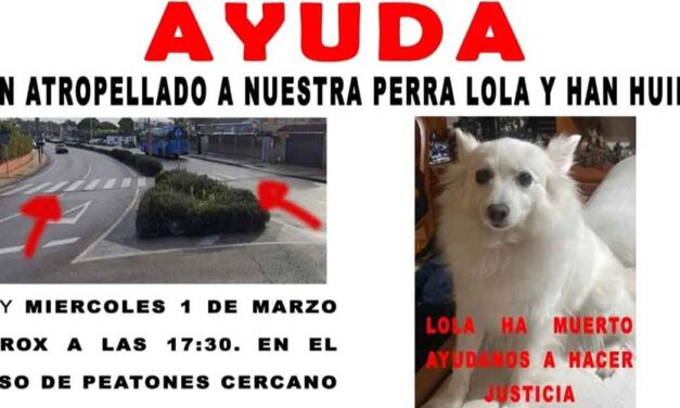 Piden ayuda para localizar al conductor que atropelló mortalmente a su perra Lola y se dio a la fuga