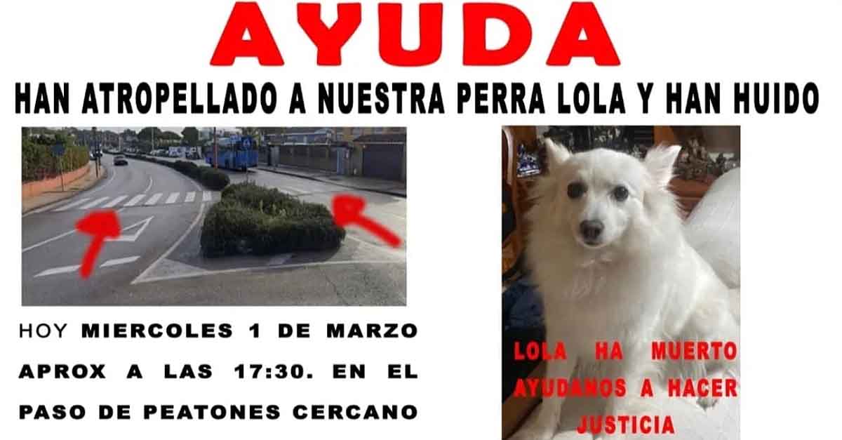 Piden ayuda para localizar al conductor que atropelló mortalmente a su perra Lola y se dio a la fuga