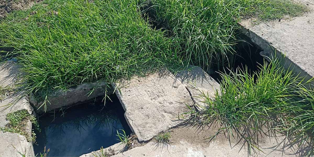 Medio Ambiente pide la colaboración ciudadana ante un repunte de mosquitos en algunas zonas de El Puerto