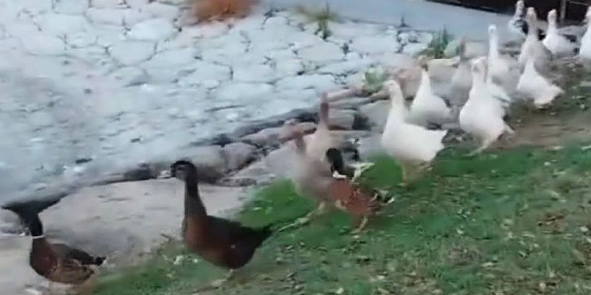 El PSOE pide explicaciones por el "supuesto abandono" de los patos del lago del polígono