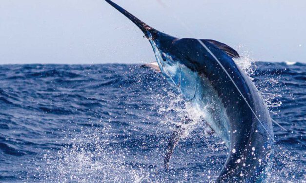 El CN Puerto Sherry organiza este sábado el IV Concurso de Pesca Deportiva