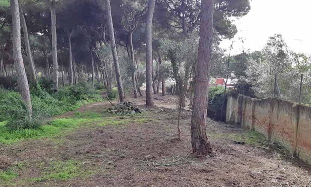 La Junta finaliza la primera fase de los trabajos de mejora en el monte Dunas de San Antón