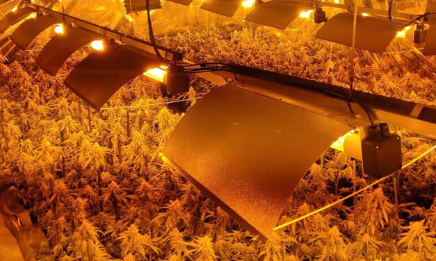 Detenidos madre e hijo por cultivo de 500 plantas de marihuana en El Puerto