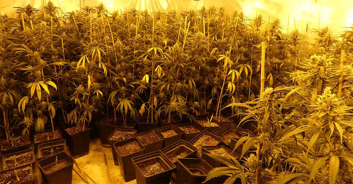La Policía Nacional desmantela dos plantaciones indoor de cannabis en El Puerto