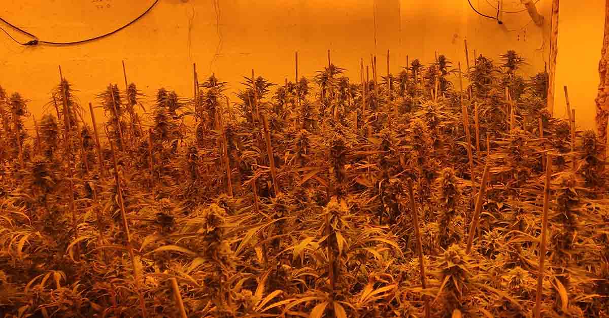 Desmantelado en El Puerto un cultivo “indoor” de cannabis con más de 400 plantas