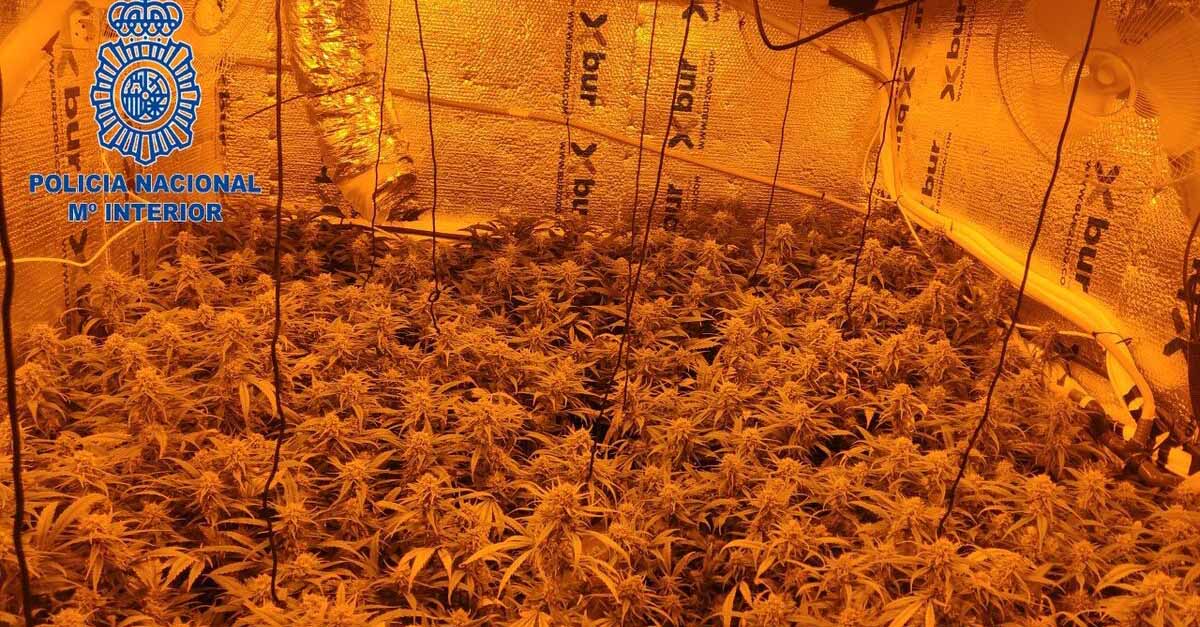 La Policía Nacional desmantela tres plantaciones "indoor" de marihuana en El Puerto y Chiclana