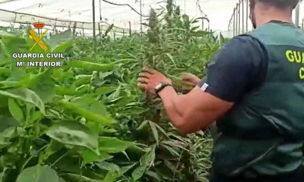 Desmantelan tres plantaciones de marihuana camufladas entre hortalizas