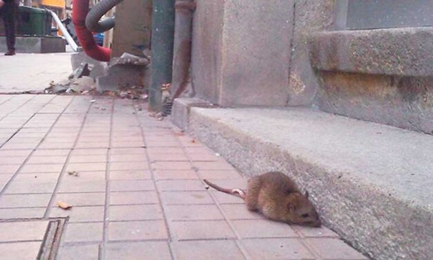 Unión Portuense aborda el problema de las plagas en el próximo pleno