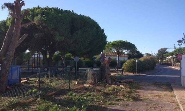 El PSOE propone un Plan de Arbolado y terminar con las "talas caprichosas"