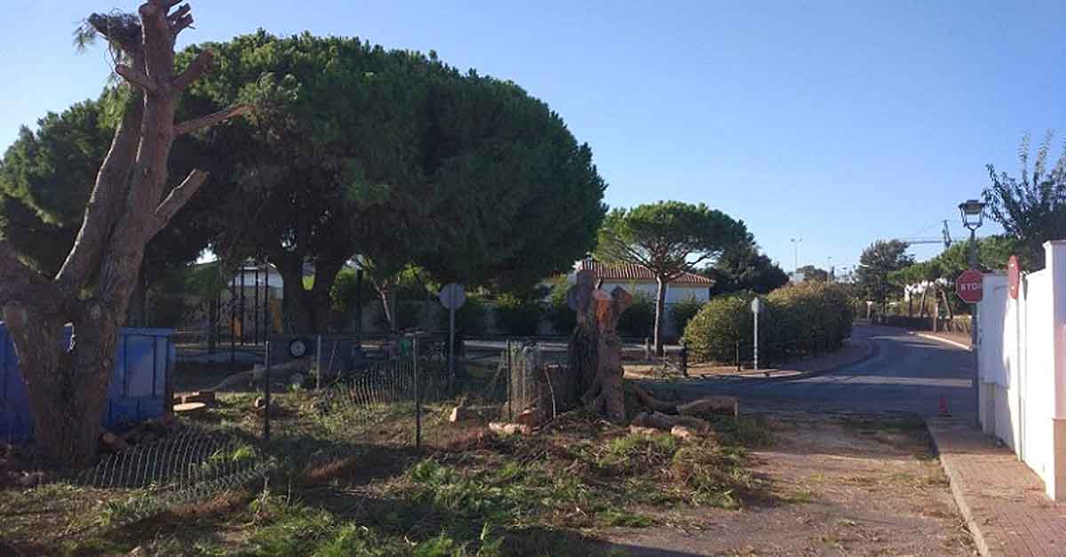 El PSOE propone un Plan de Arbolado y terminar con las "talas caprichosas"