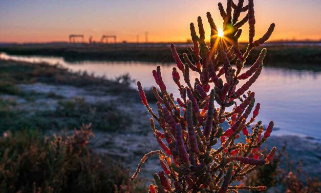 El Parque de los Toruños convoca la edición 2023 del concurso de fotos de los Humedales