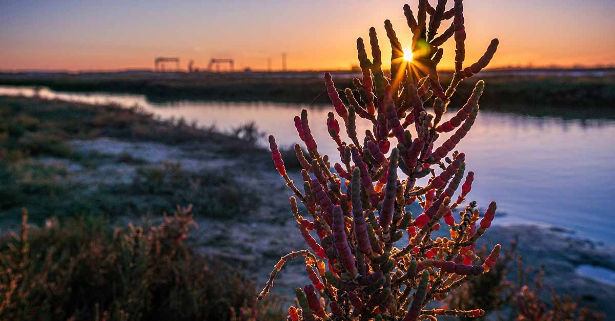 El Parque de los Toruños convoca la edición 2023 del concurso de fotos de los Humedales