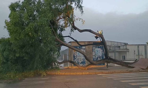 El viento causa estragos en la provincia de Cádiz