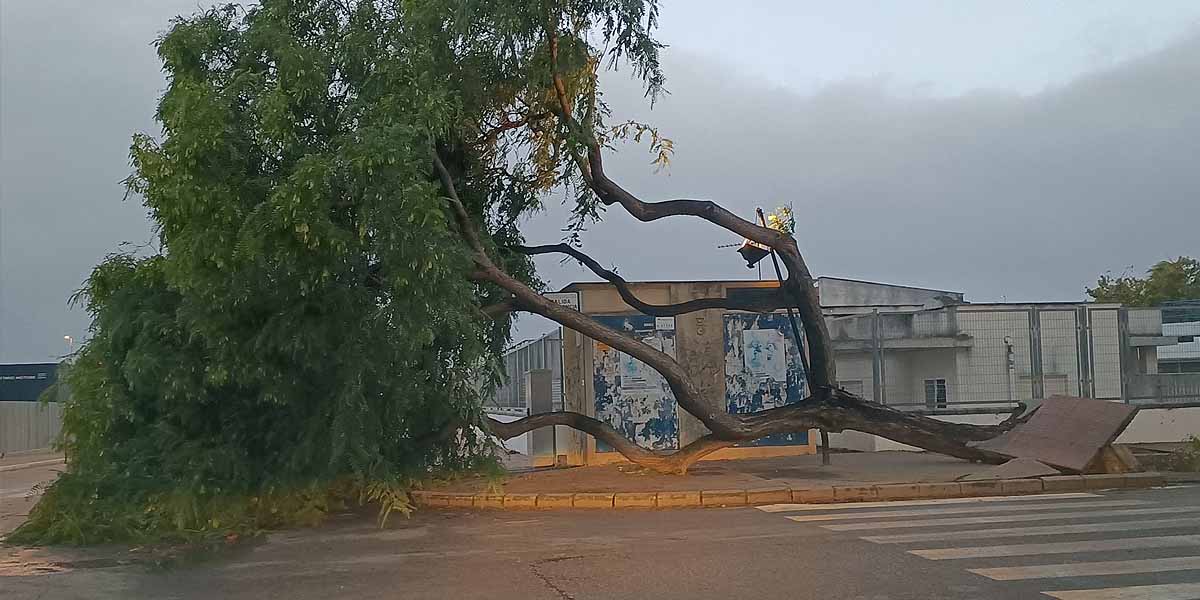 El viento causa estragos en la provincia de Cádiz