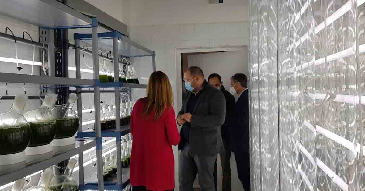 Fitoplancton Marino SL lidera mundialmente el desarrollo del cultivo de microalgas marinas