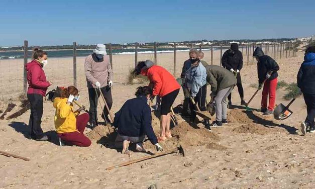 El voluntariado de la playa de Levante finaliza tras retirar 1.890 kilos de uña de gato y basura