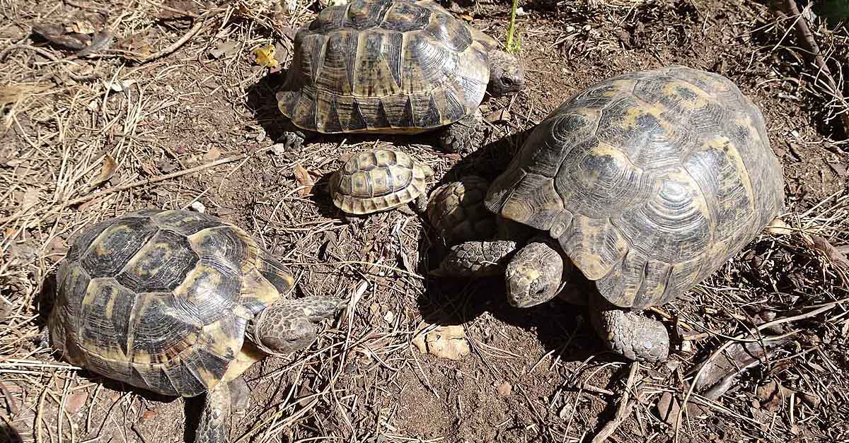 Sancionan a Juan Clavero con 20.700 euros por devolver tortugas moras a Marruecos