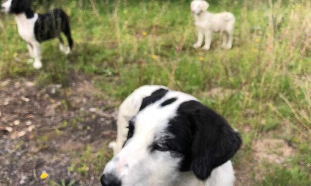 Problemas con el servicio de recogida de animales