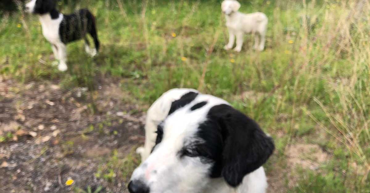 Problemas con el servicio de recogida de animales