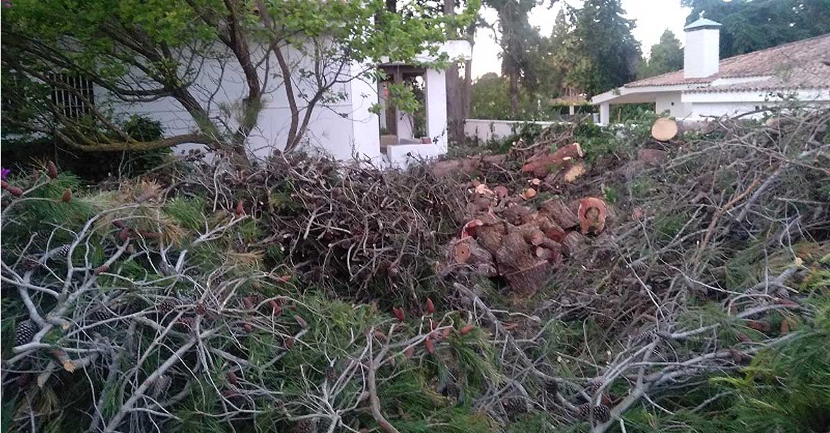 Ecologistas en Acción denuncia la "tala indiscriminada" de árboles en Vistahermosa