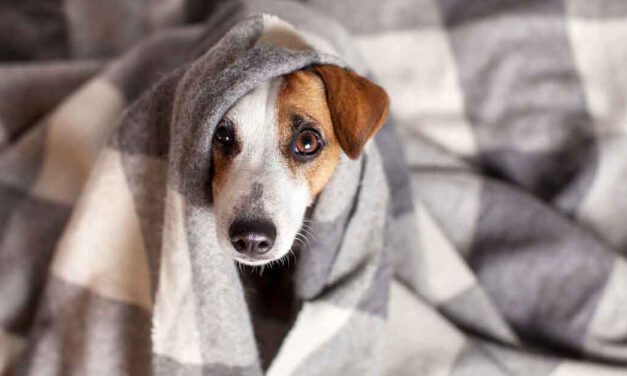 Uprocanes pone en marcha la VII Campaña Solidaria de Recogida de mantas