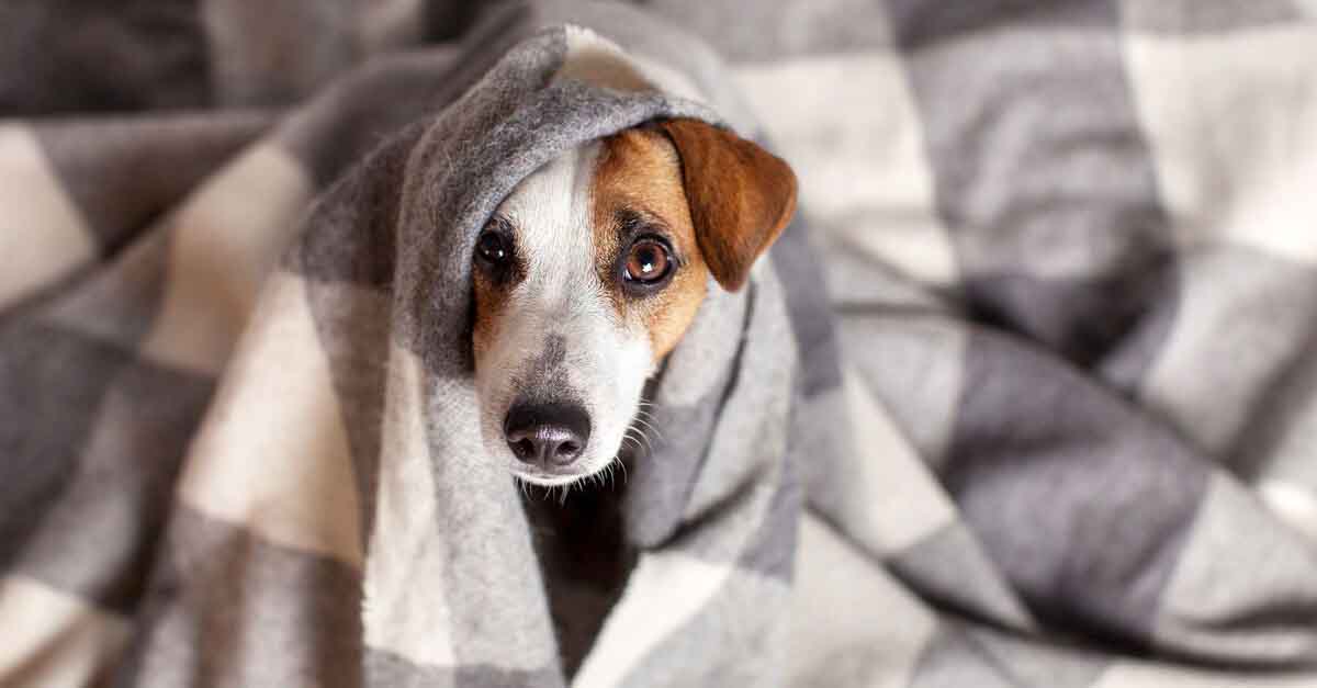 Uprocanes pone en marcha la VII Campaña Solidaria de Recogida de mantas