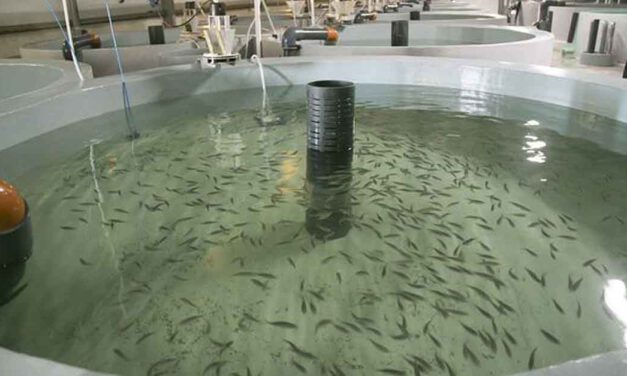 Una empresa acuícola invertirá 2,3 millones de euros en El Puerto