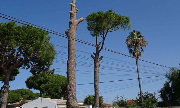 Ecologistas en Acción denuncia la tala de dos grandes pinos en La Caridad