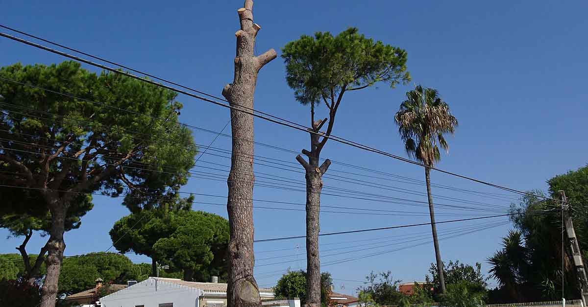 Ecologistas en Acción denuncia la tala de dos grandes pinos en La Caridad
