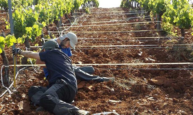 Webinar gratuito 'Ayudas para la incorporación de jóvenes agricultores', este jueves