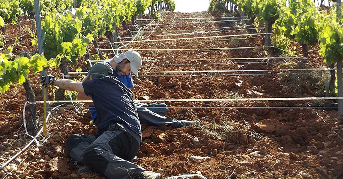 Webinar gratuito 'Ayudas para la incorporación de jóvenes agricultores', este jueves