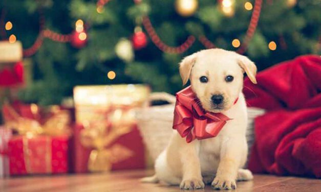 Uprocanes promueve la adopción responsable de mascotas por Navidad