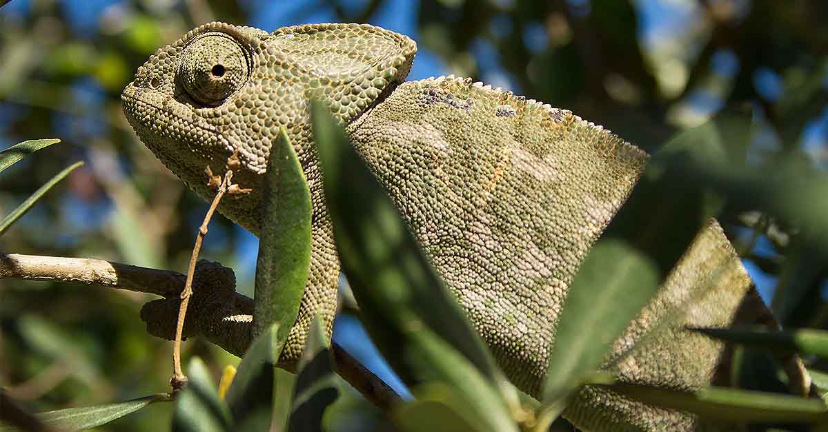 Ecologistas en Acción denuncia que no se ha ejecutado el plan del camaleón en Rancho Linares