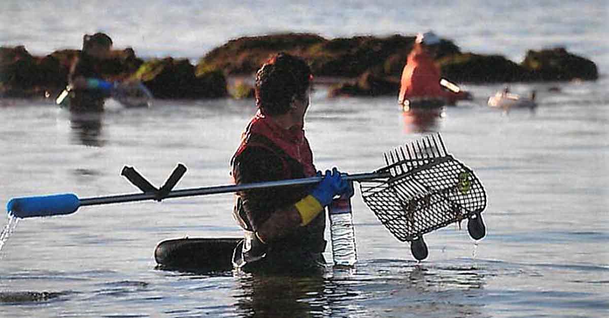 El Puerto acogerá dos ediciones del Curso de Formación para la Actividad Marisquera de IFAPA