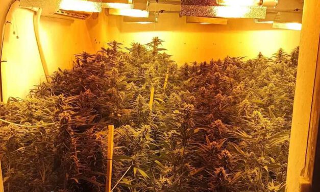 A prisión el detenido por un cultivo de marihuana en una nave de El Puerto